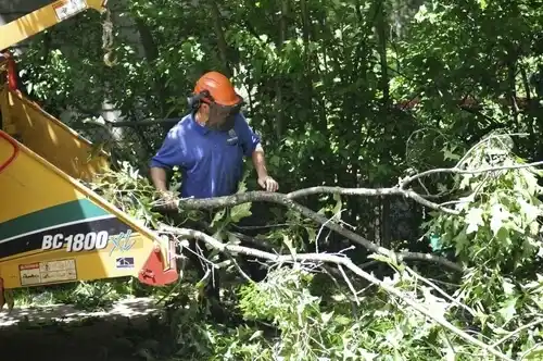 tree services Leonville